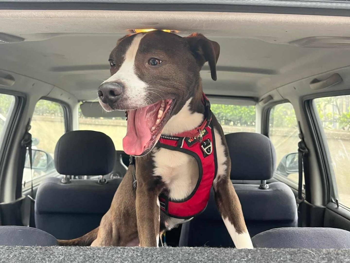 Vuoi adottare un cane a Firenze?
