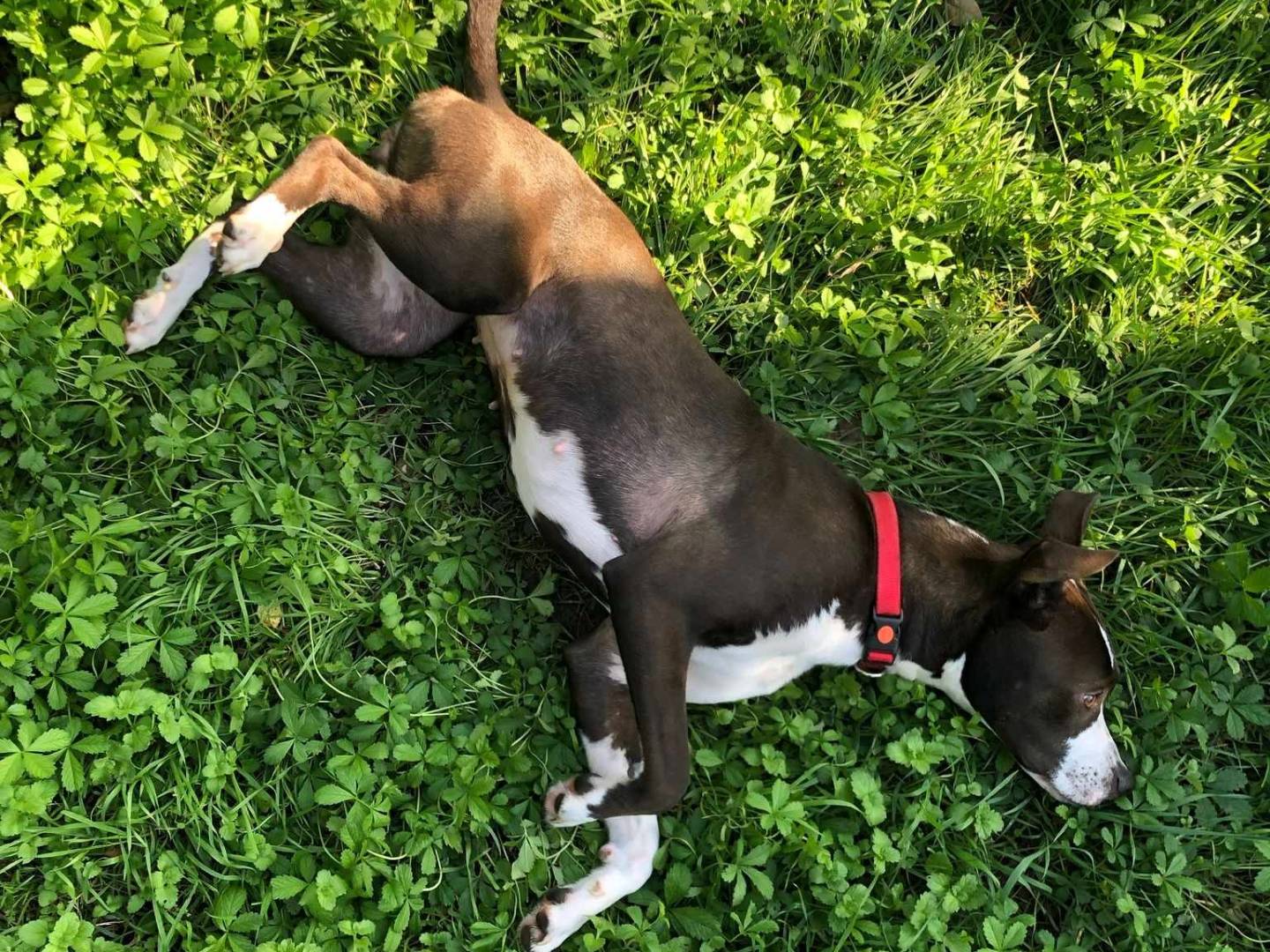 Adotta il cane OLIVIA a Firenze