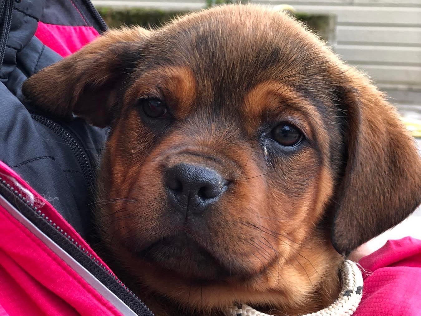 Adozione cane, femmina, Razza sconosciuta Razza sconosciuta, 2 mesi, taglia media contenuta, Latina