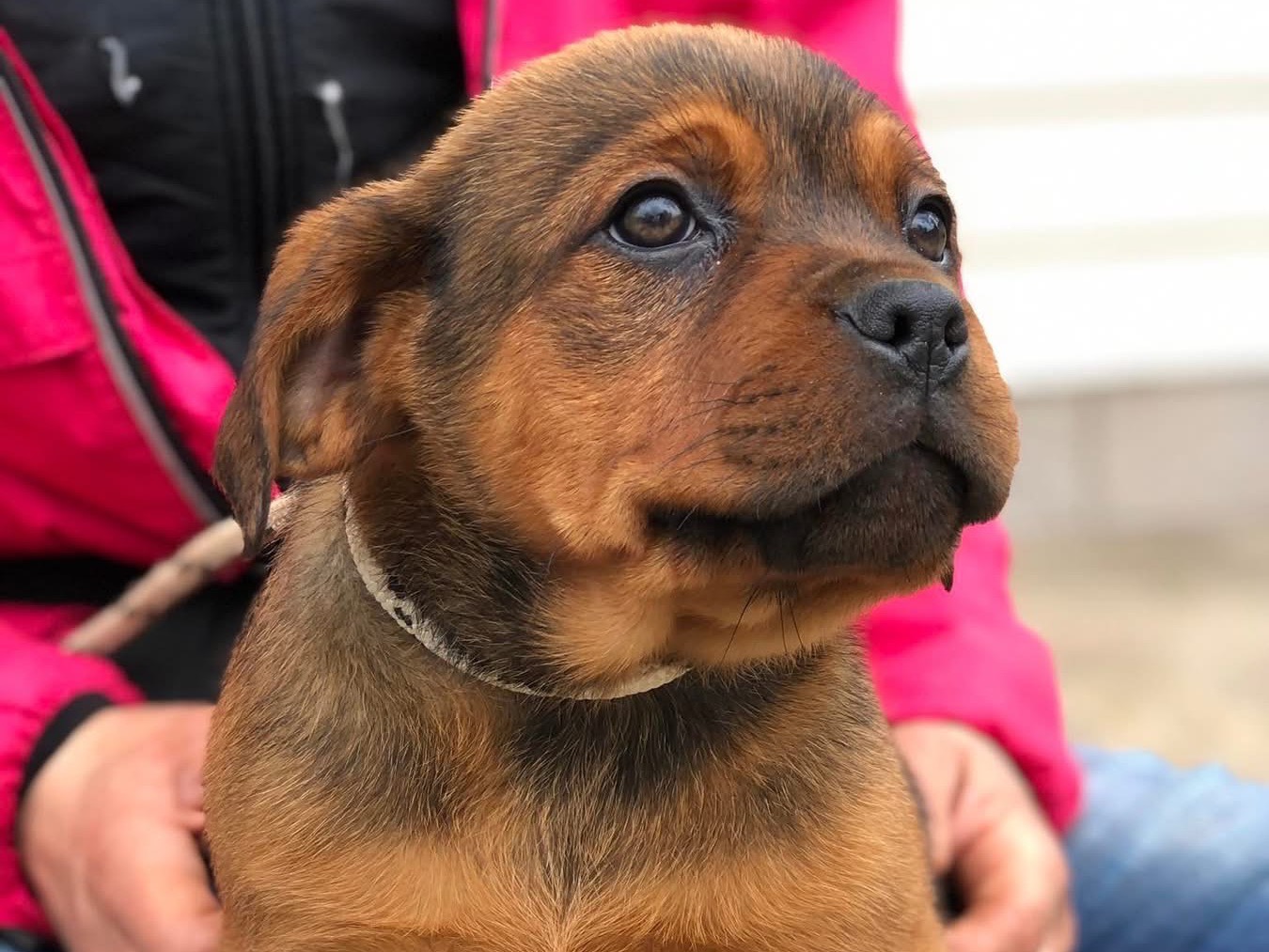 Adotta un cane, femmina, 2 mesi, Latina