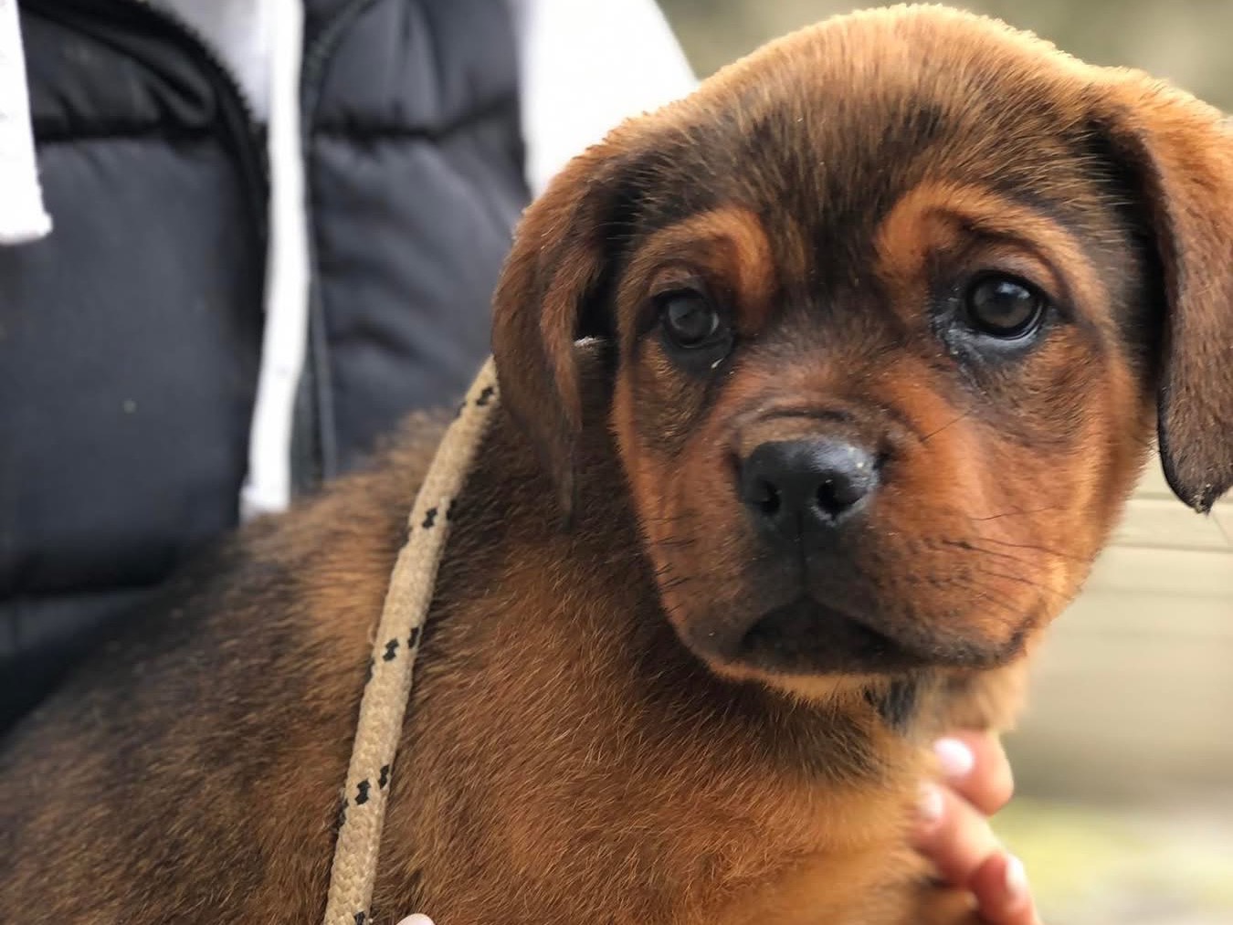 Adotta un cane, taglia media contenuta, femmina, Latina