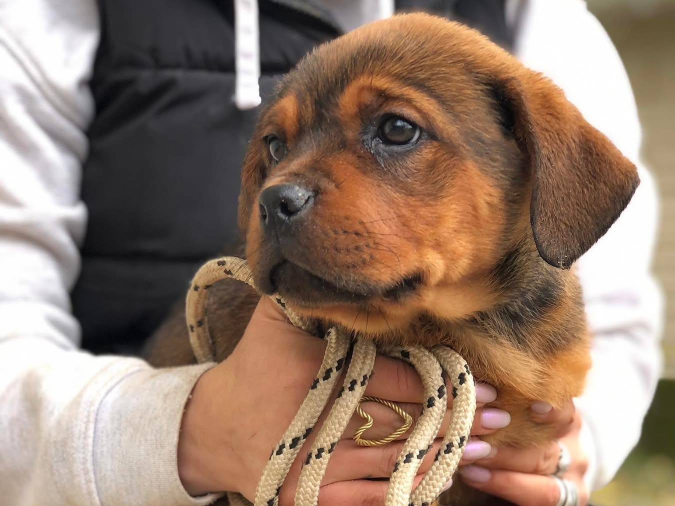 Vuoi adottare un cane a Latina?