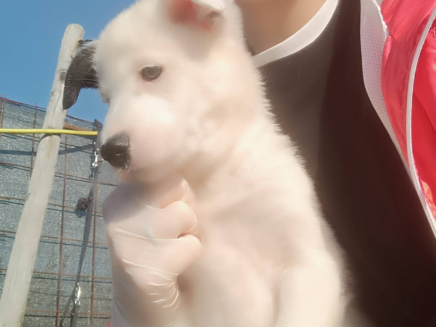 Adotta un cane, femmina, 4 mesi, Benevento
