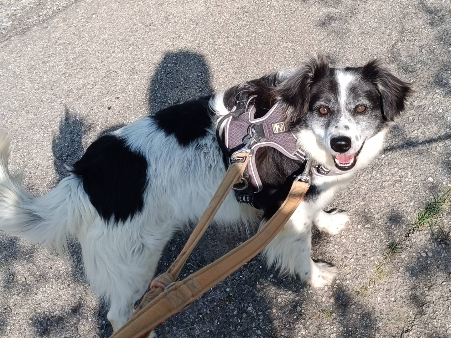 Adozione cane, maschio, Border Collie Setter Inglese, 4 anni  e 9 mesi , taglia media contenuta, Benevento