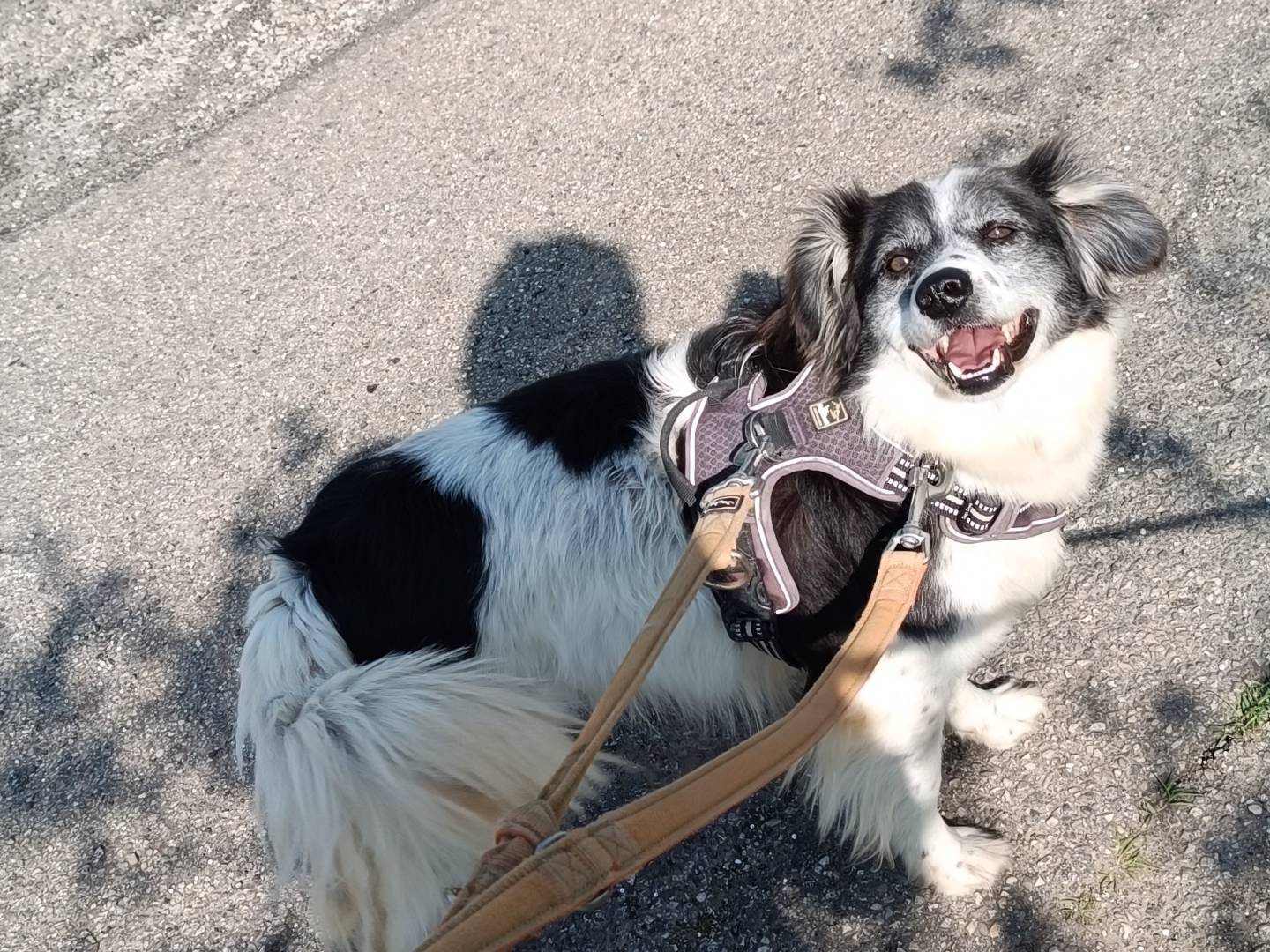 Adotta un cane, maschio, 4 anni  e 9 mesi , Benevento
