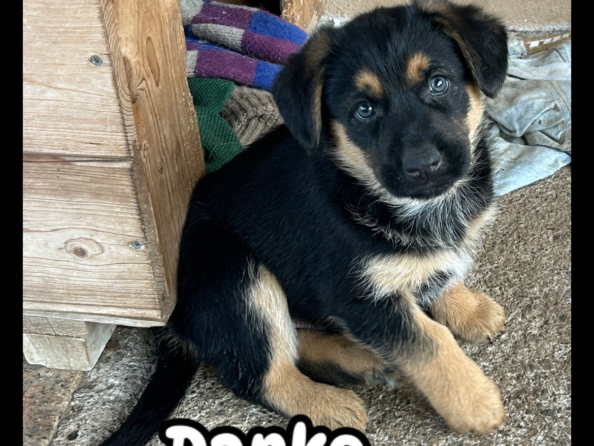 Adozione cane, maschio, Pastore tedesco Spitz, 9 mesi, taglia grande, Catanzaro