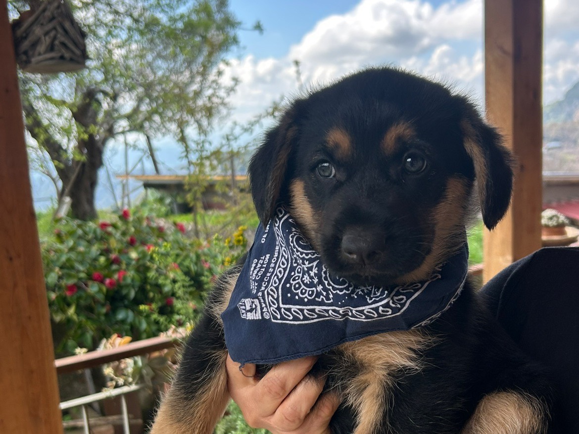 Adotta un cane, maschio, 9 mesi, Catanzaro