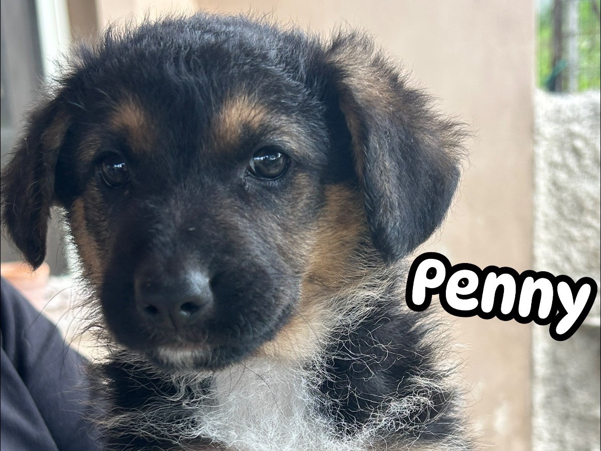 Adotta un cane, femmina, 9 mesi, Catanzaro