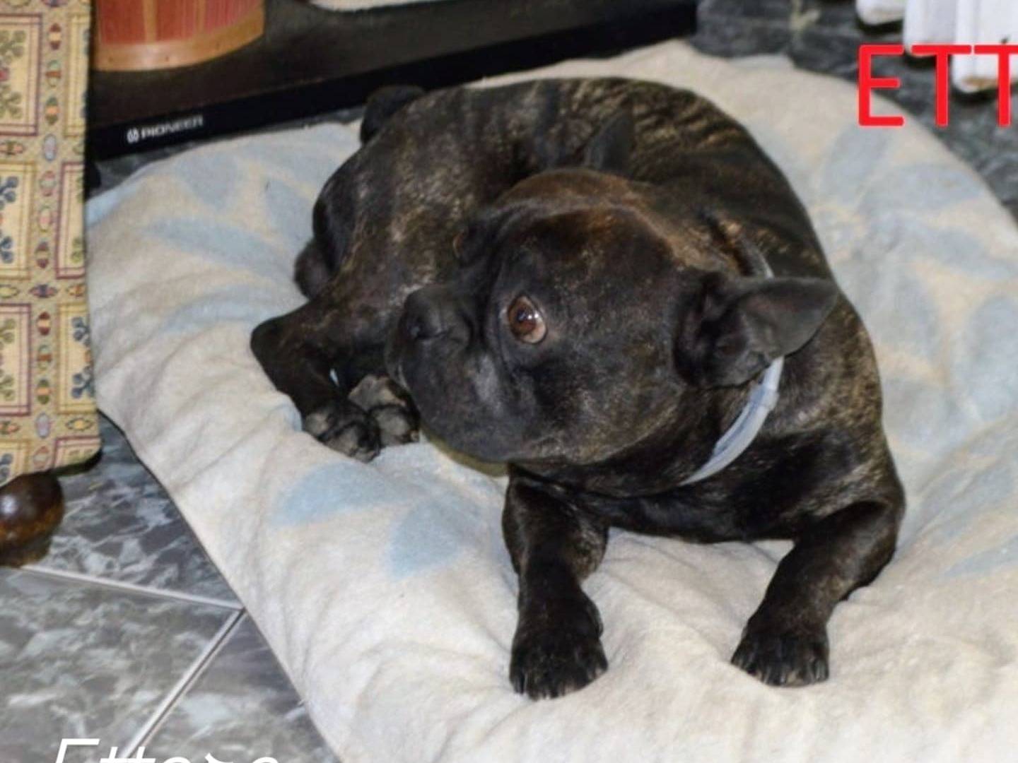 Adotta un cane, maschio, 3 anni  e 9 mesi , Lecce