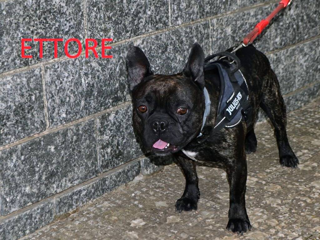 Vuoi adottare un cane a Lecce?