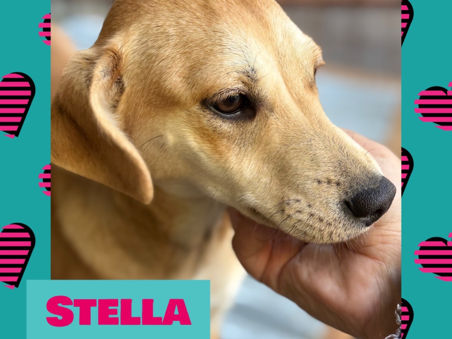 Foto dell'animale