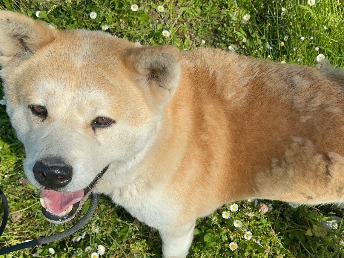 Foto dell'animale