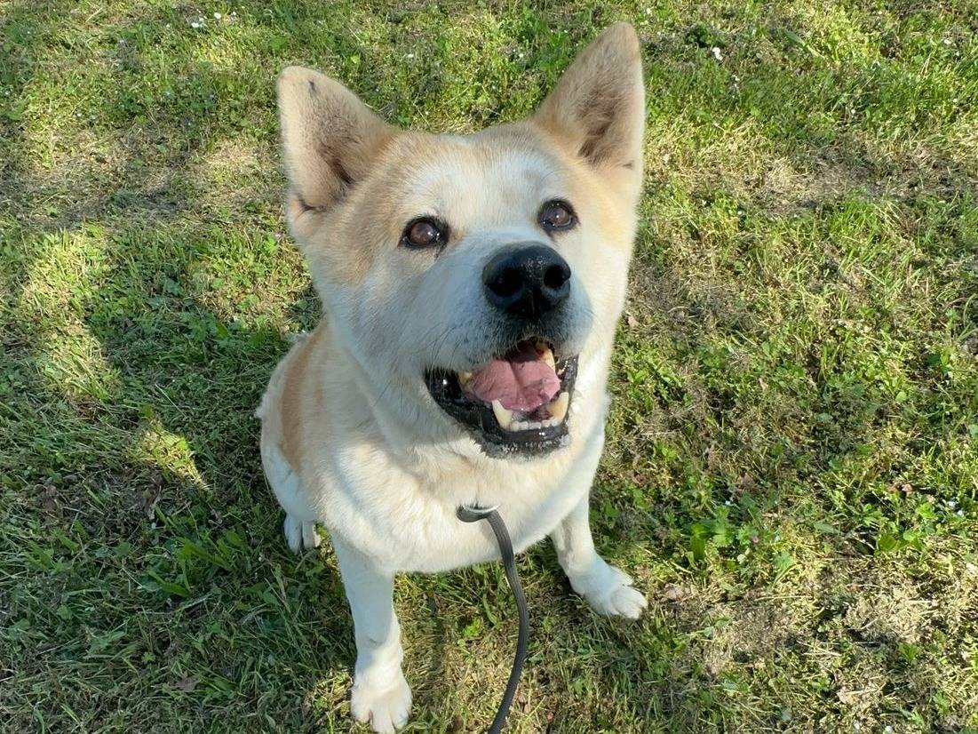 Vuoi adottare un cane a Cremona?