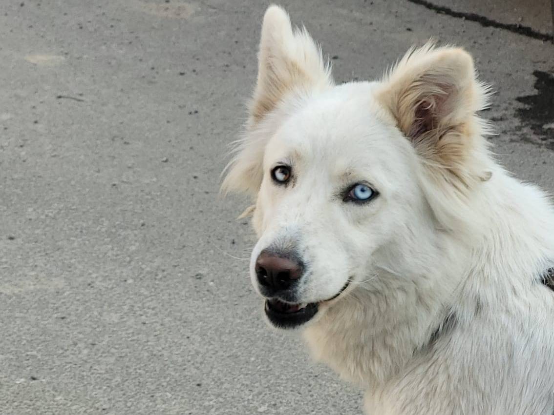 Adotta un cane, taglia media, femmina, Milano