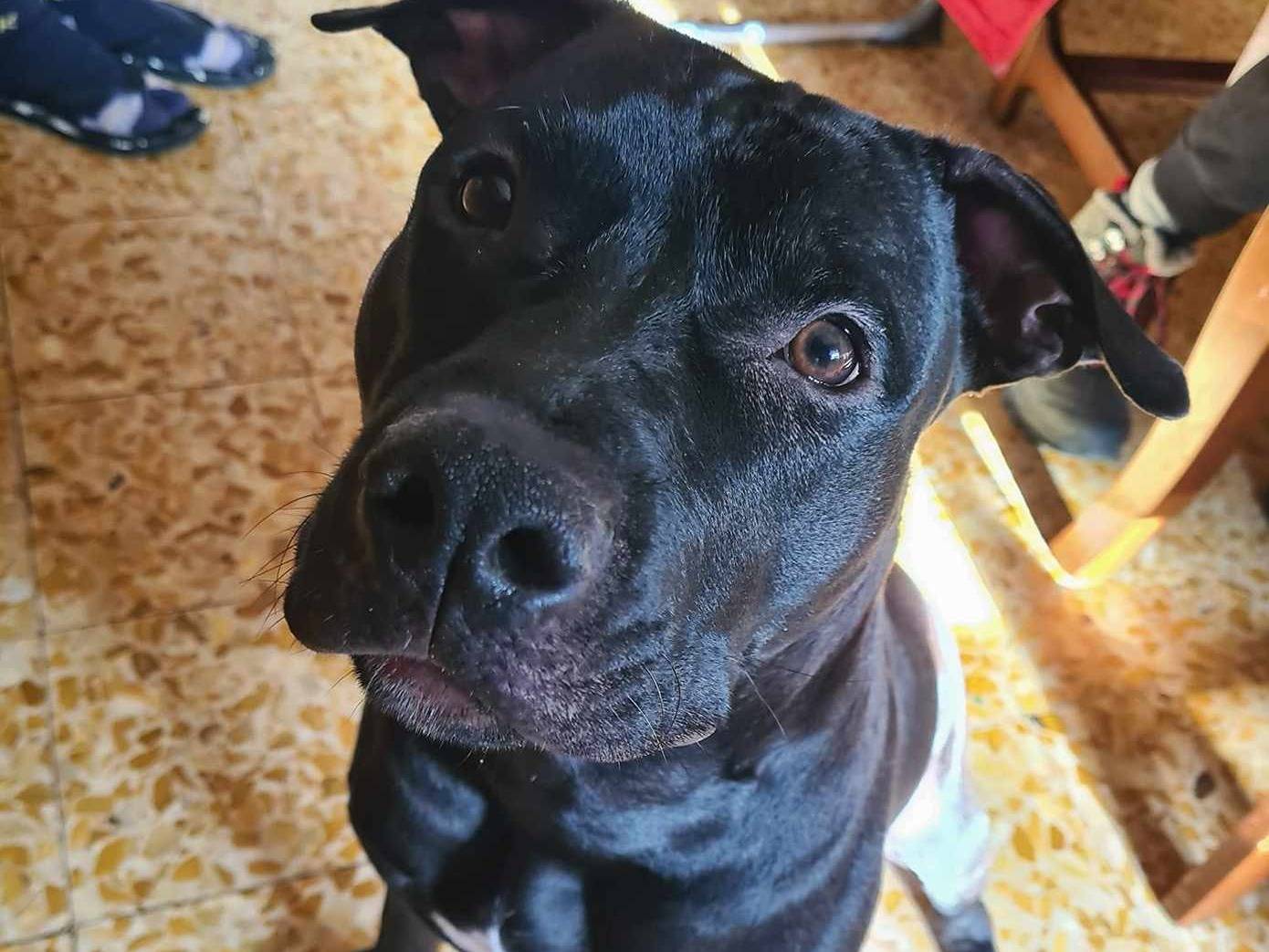 Adozione cane, maschio, Pitbull Razza sconosciuta, 9 mesi, taglia media, Firenze