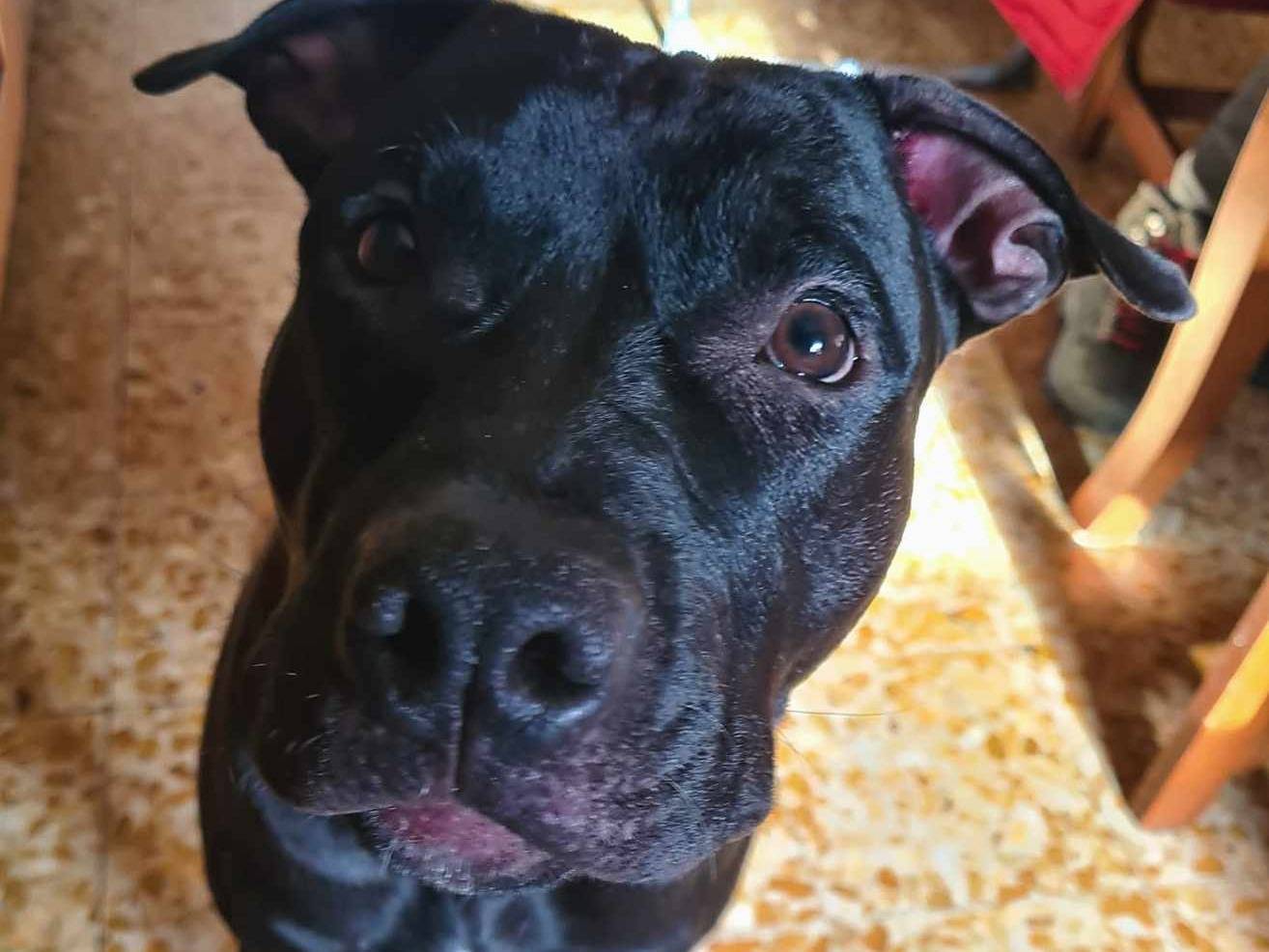 Adotta un cane, maschio, 9 mesi, Firenze