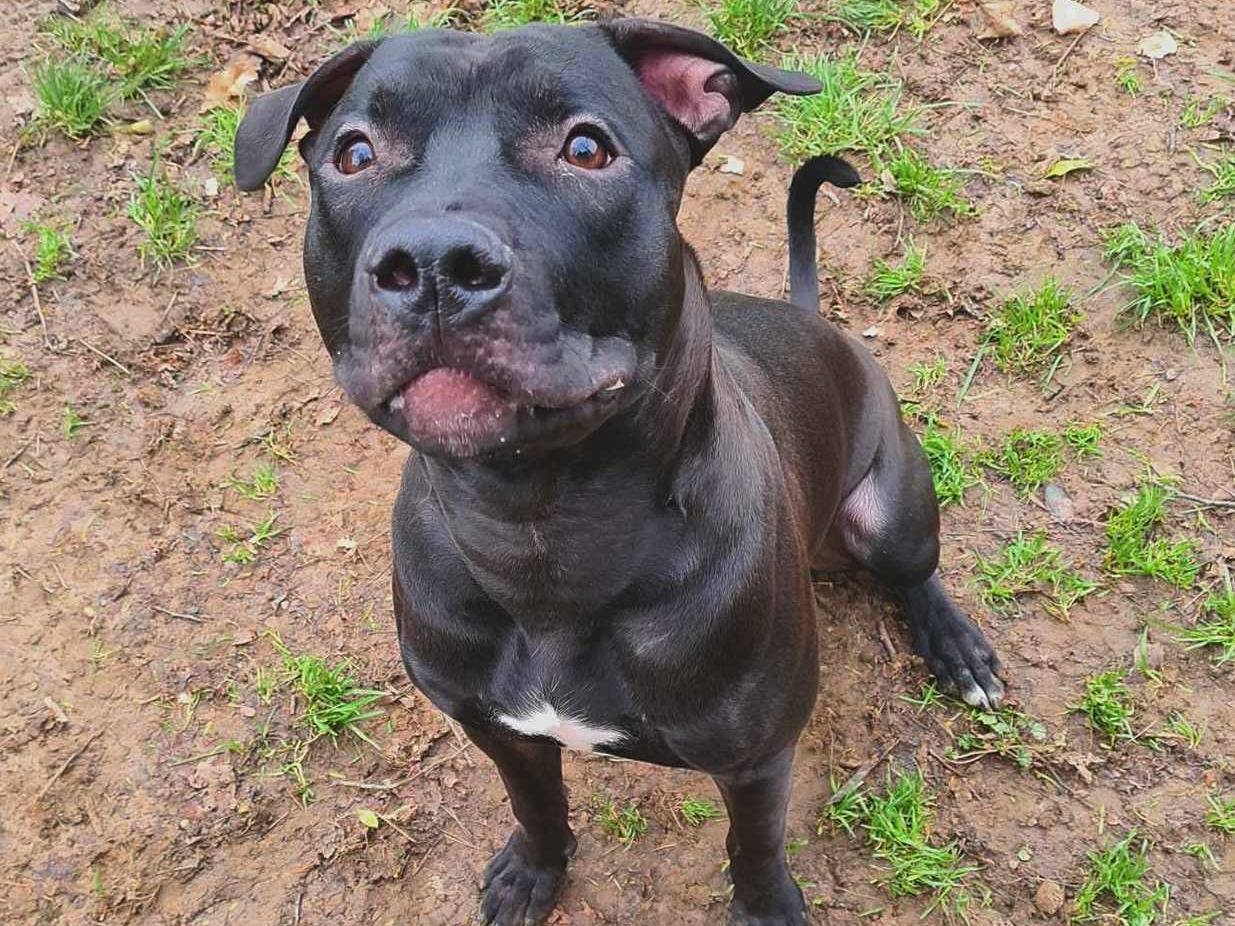 Adotta un cane, taglia media, maschio, Firenze