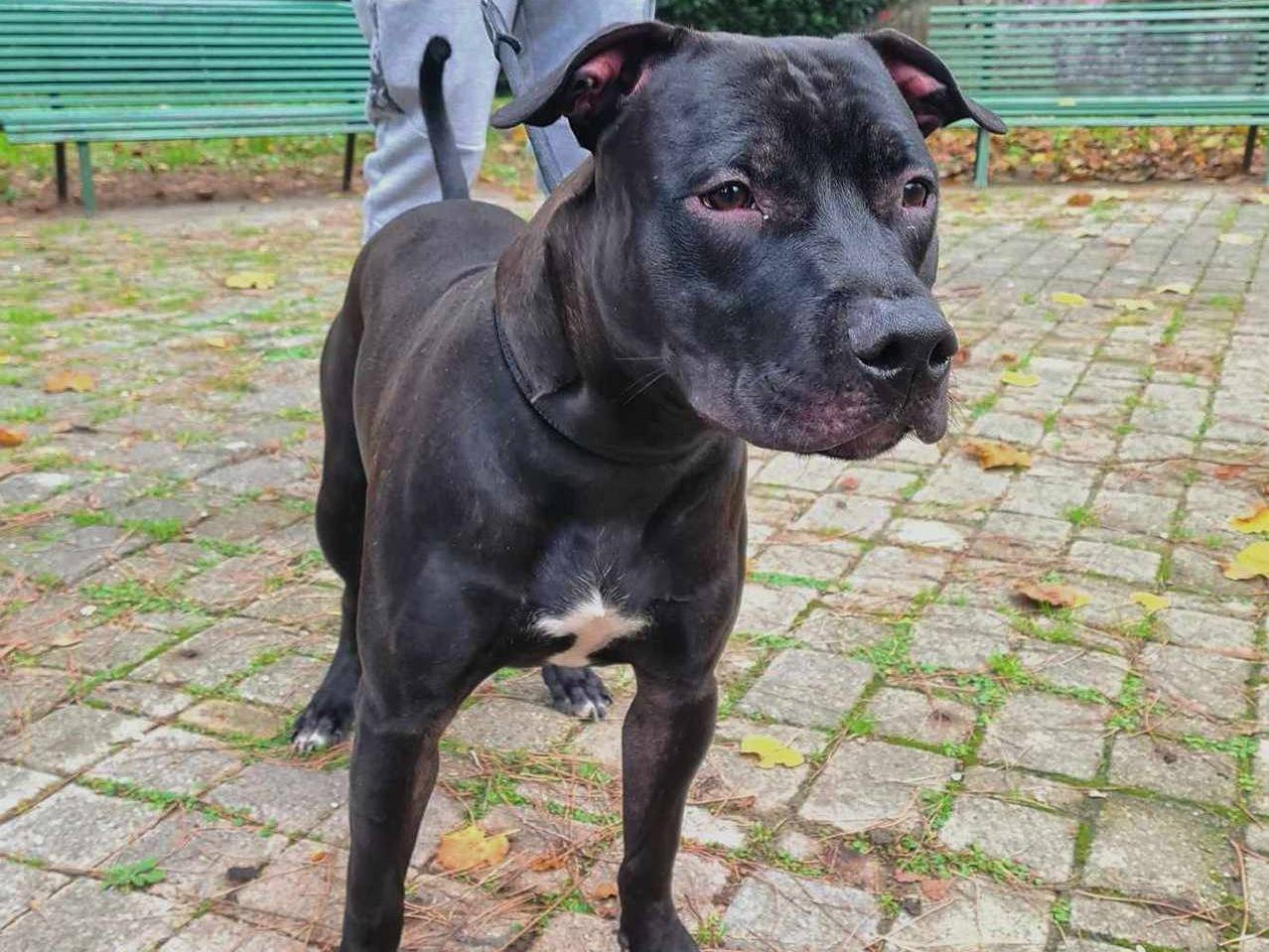 Vuoi adottare un cane a Firenze?