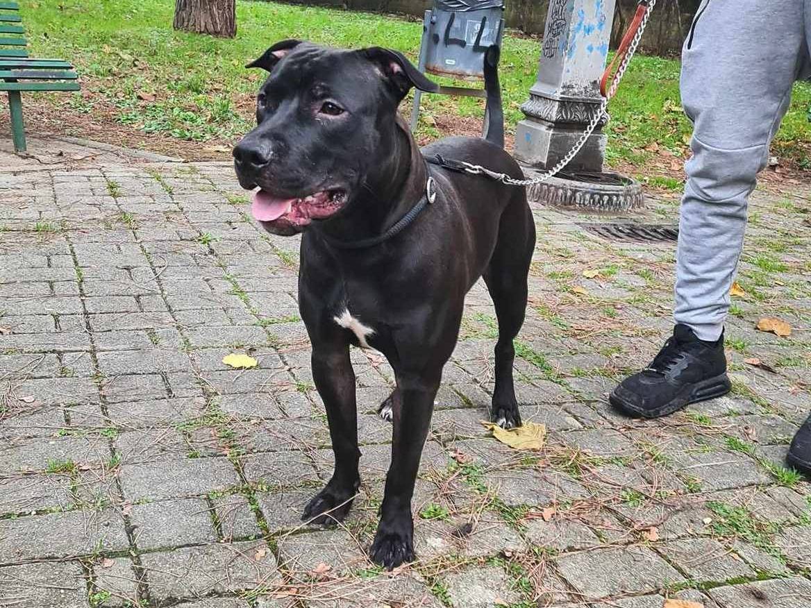 Adotta il cane DADO a Firenze