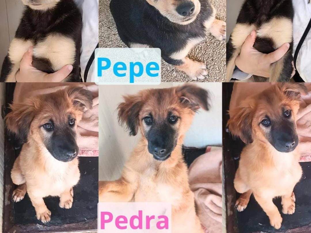 Foto dell'animale