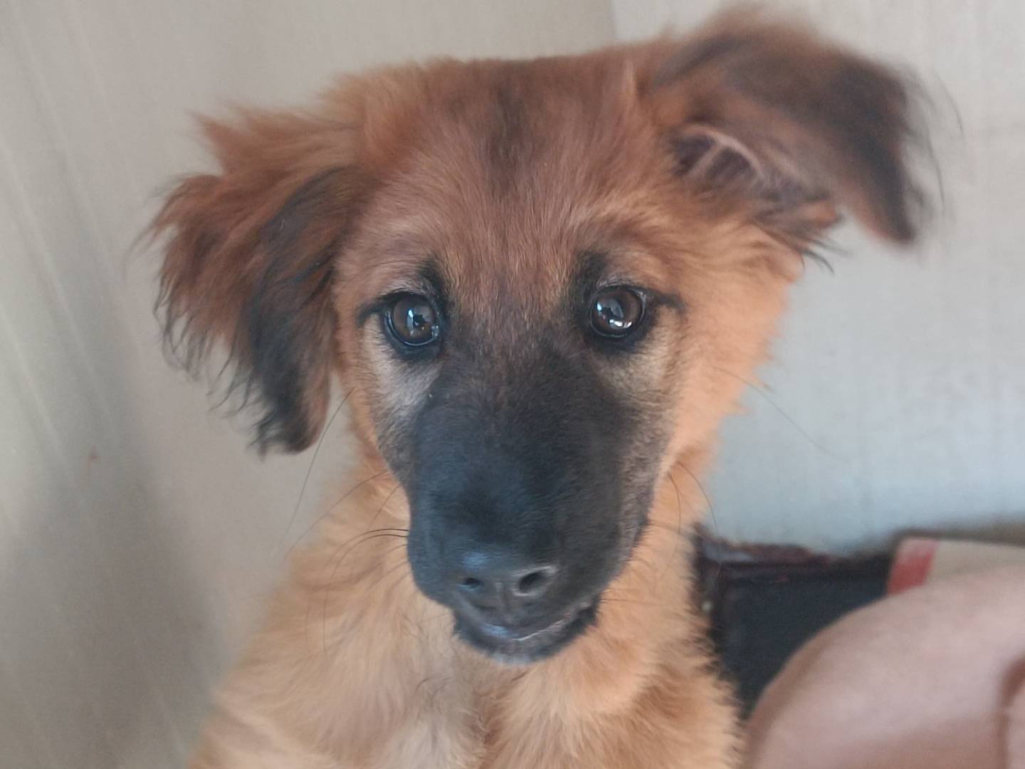 Adotta un cane, femmina, 5 mesi, Trapani