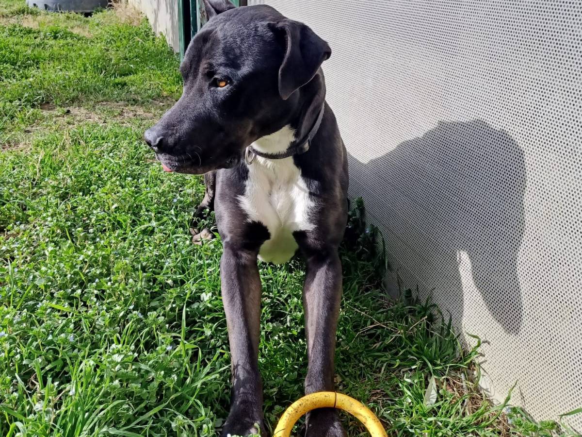 Adotta un cane, maschio, 4 anni  e 2 mesi , Pisa