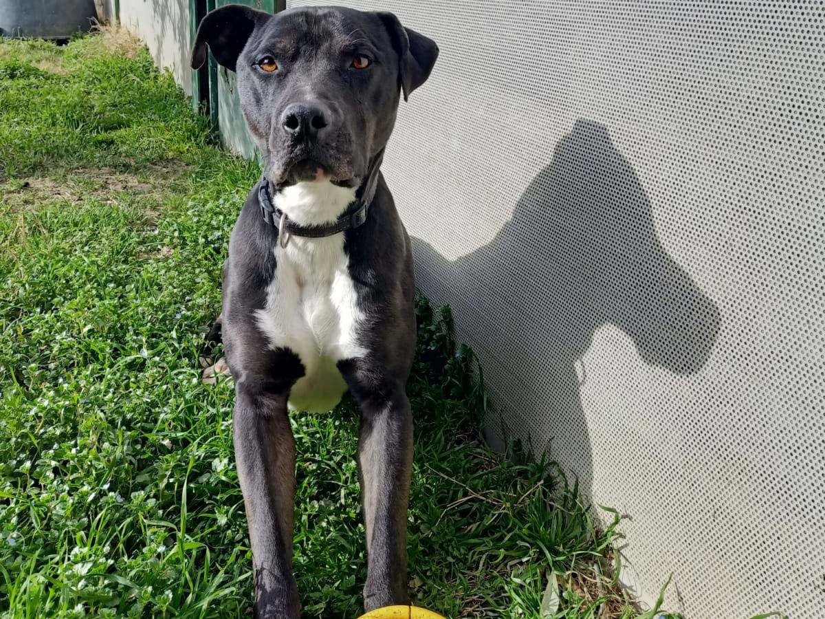Adotta un cane, taglia grande, maschio, Pisa