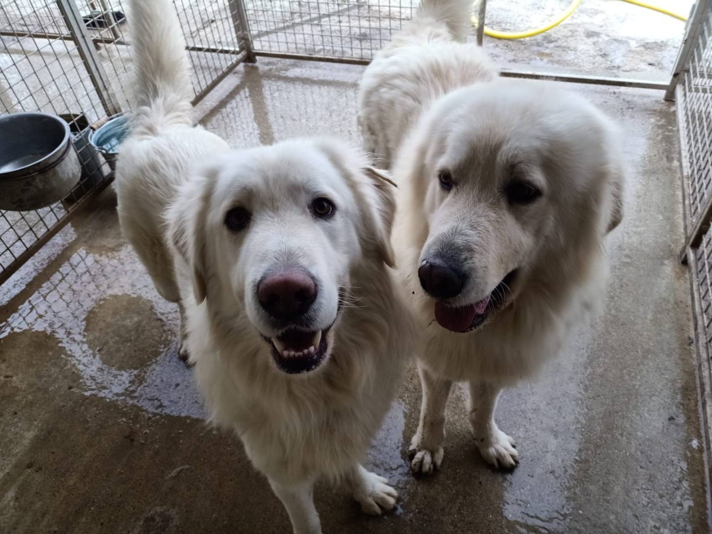 Adotta un cane, maschio, 2 anni  e 7 mesi , Pisa