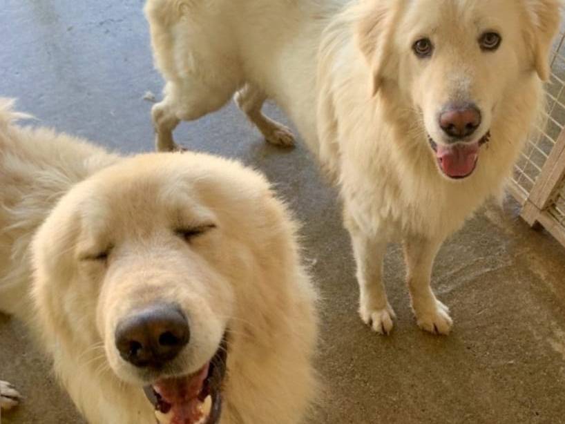 Adotta un cane, taglia grande, maschio, Pisa