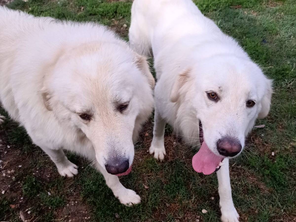Vuoi adottare un cane a Pisa?