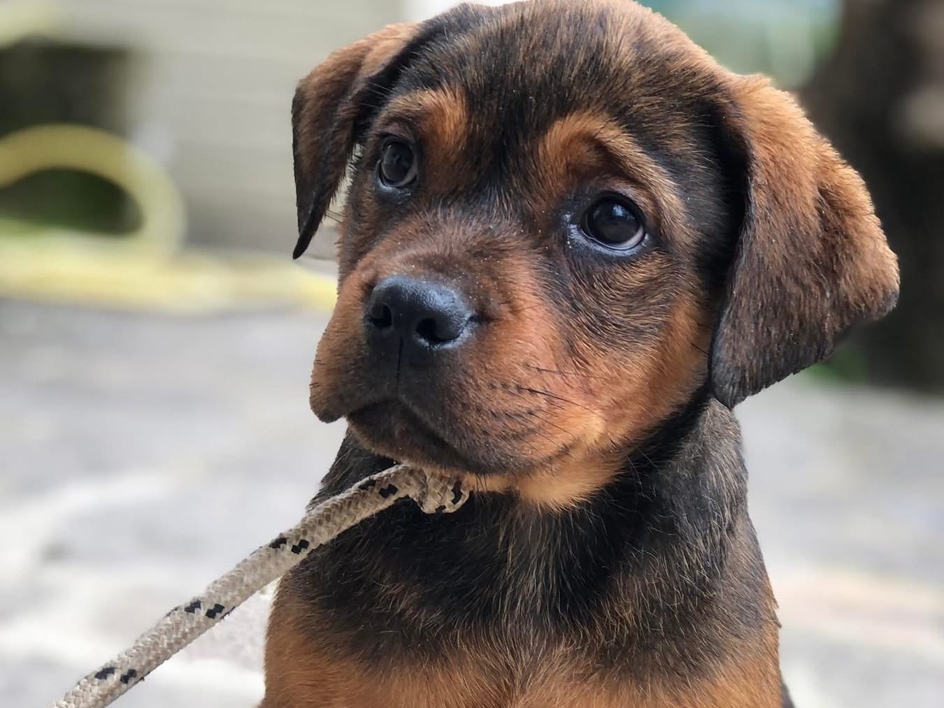 Vuoi adottare un cane a Latina?