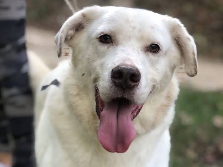 Adotta un cane, maschio, 10 anni  e 5 mesi , Latina