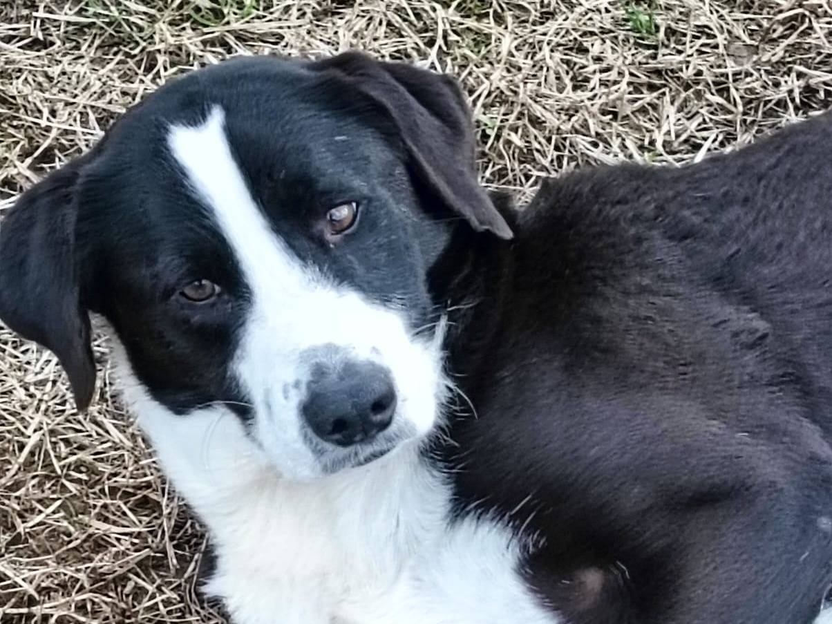 Adotta un cane, taglia grande, maschio, Pavia