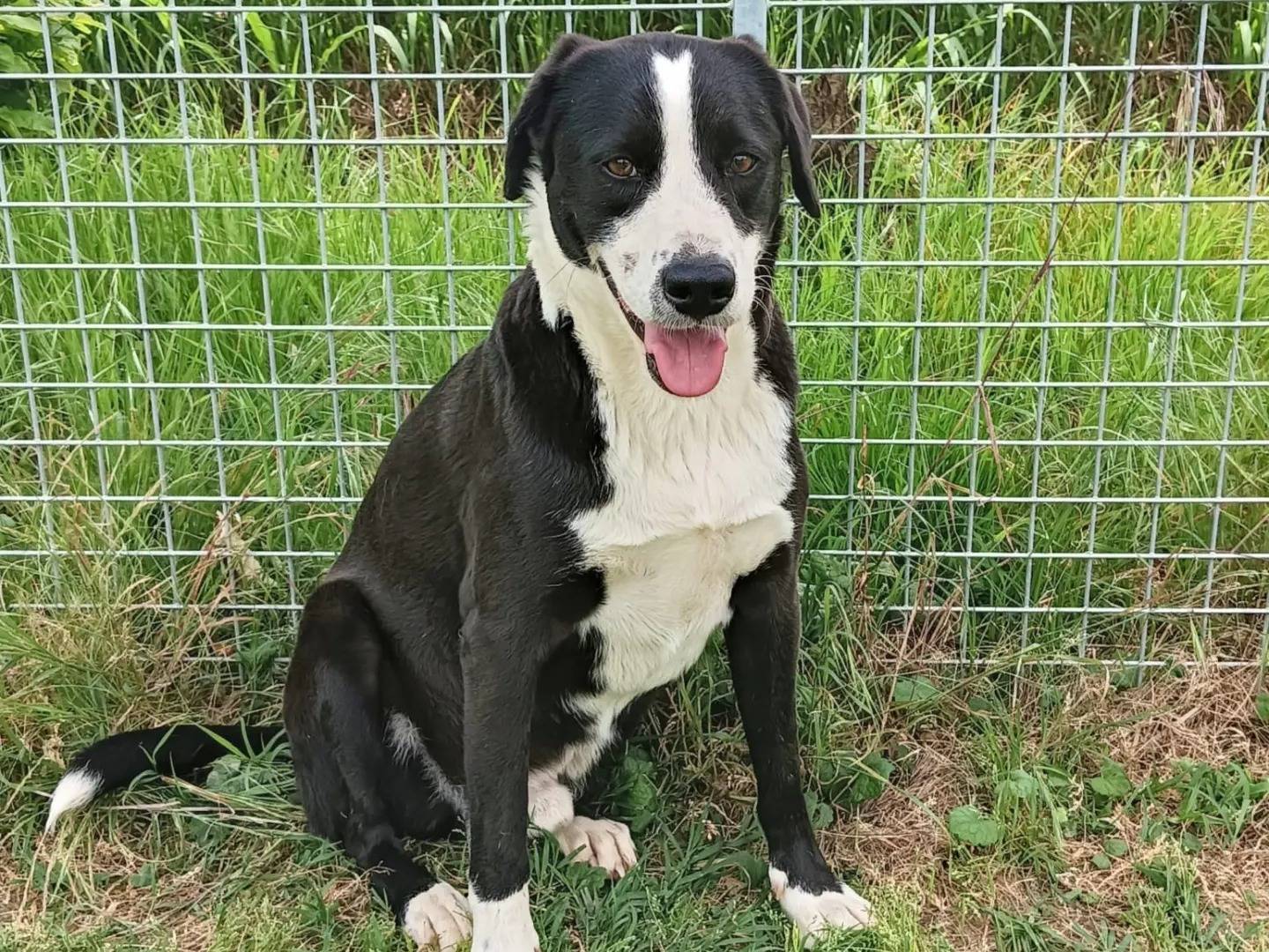 Vuoi adottare un cane a Pavia?