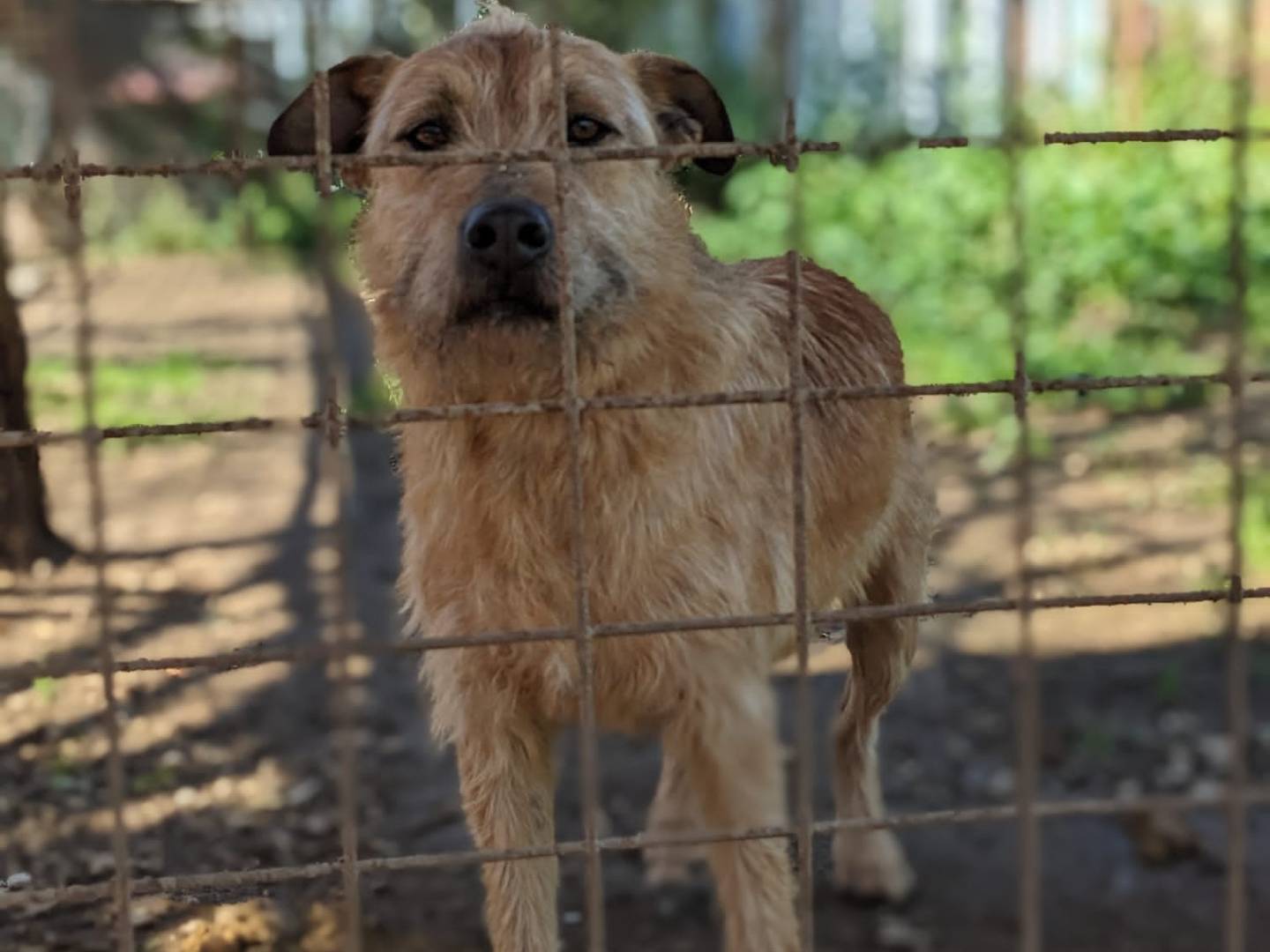 Foto dell'animale