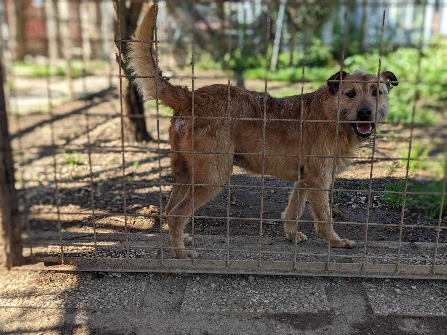 Adotta un cane, maschio, 5 anni  e 1 mese, Caserta