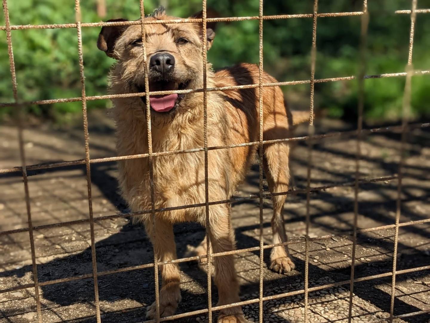 Adotta un cane, taglia media, maschio, Caserta