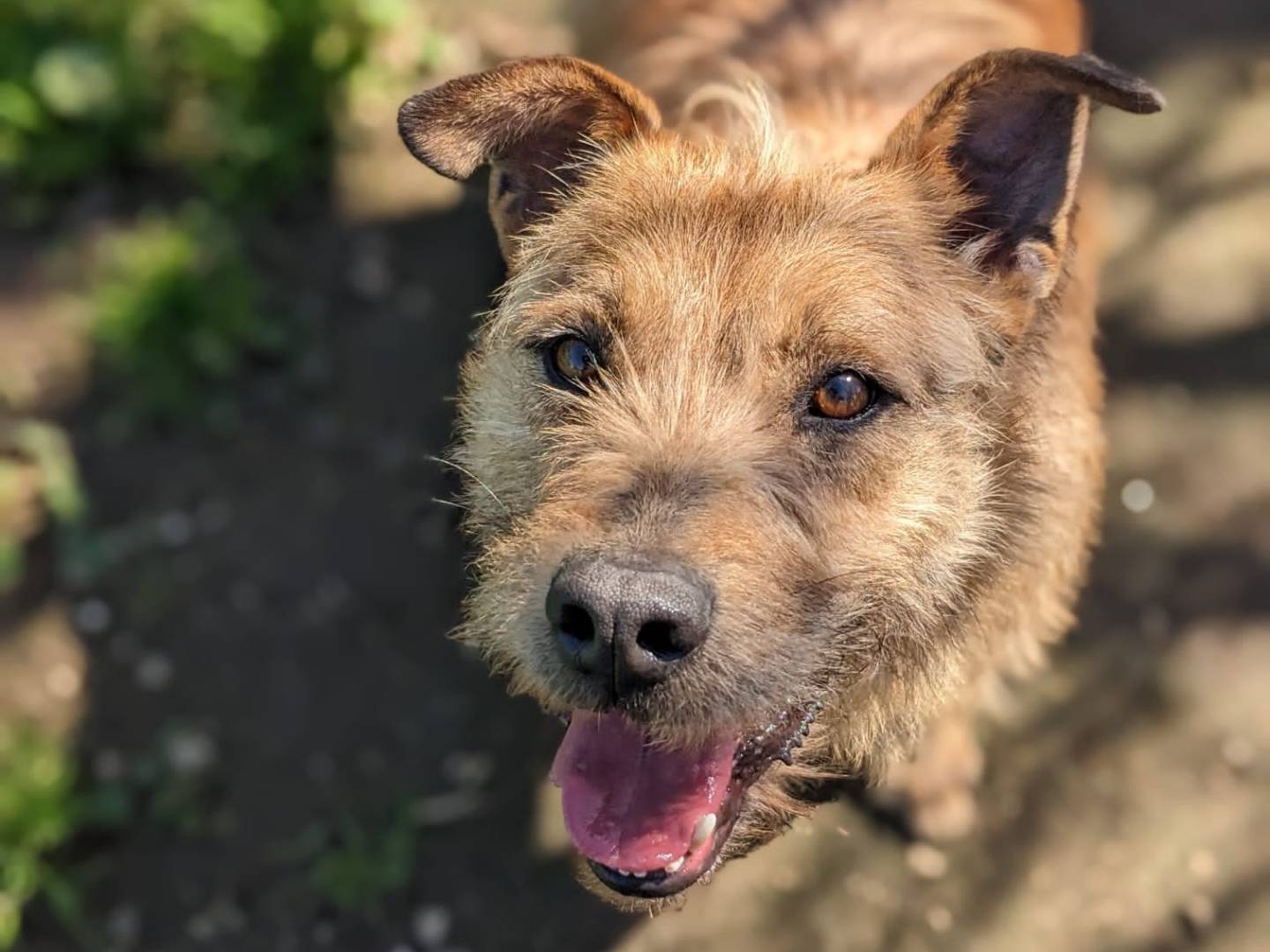 Vuoi adottare un cane a Caserta?