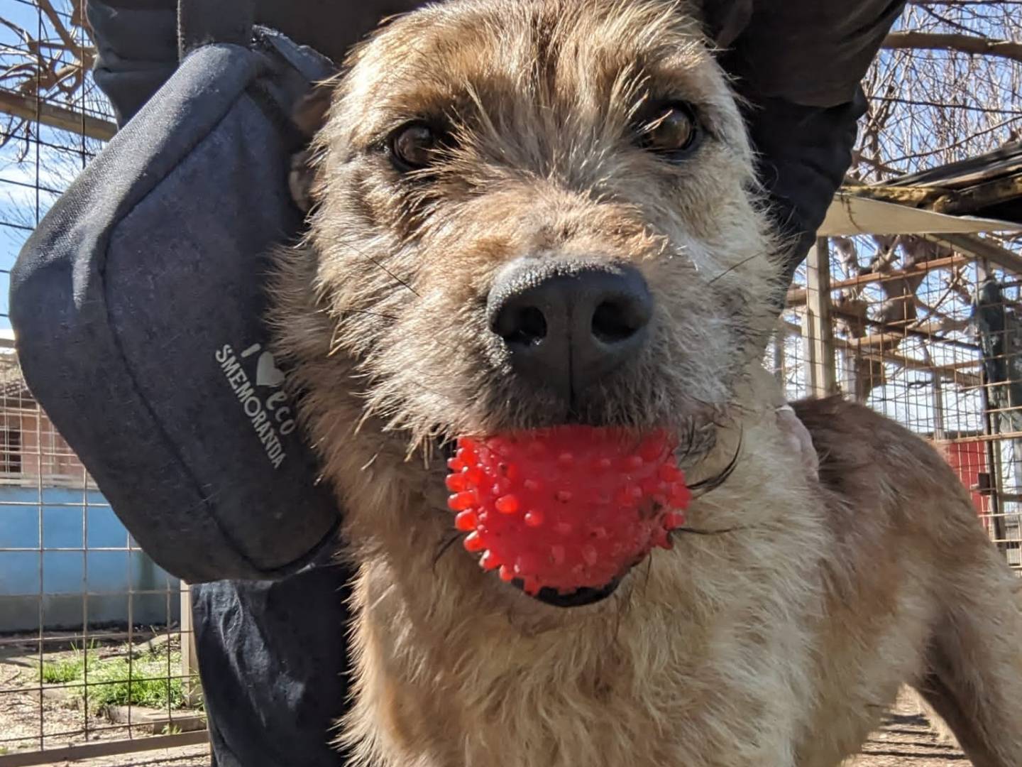 Adotta il cane TOMMY a Caserta