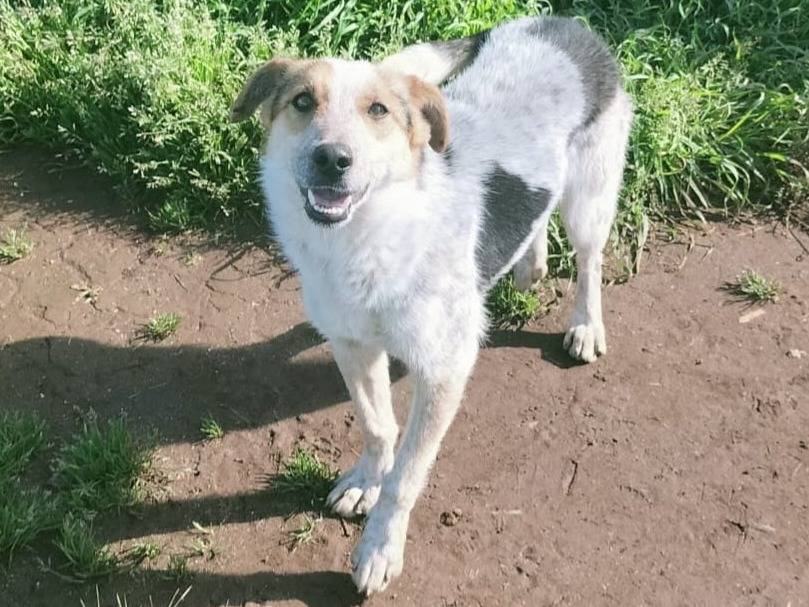 Adotta un cane, femmina, 2 anni , Varese