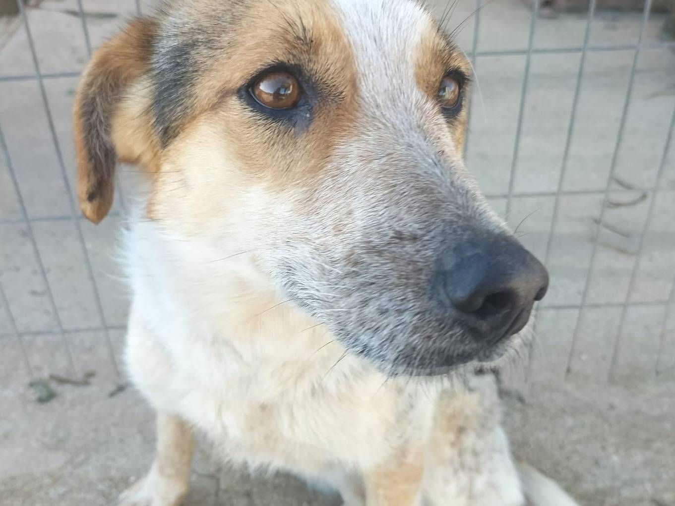 Adotta un cane, taglia media, femmina, Varese