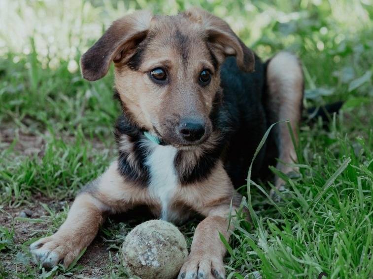 Foto dell'animale