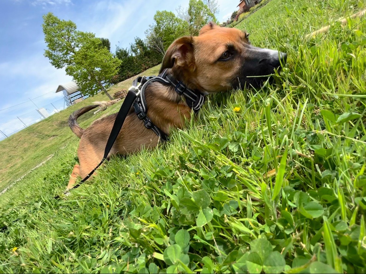 Foto dell'animale