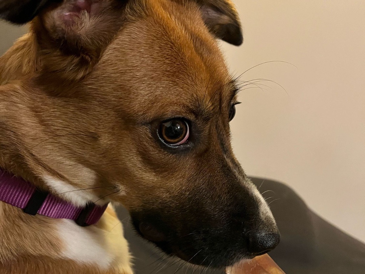 Adotta un cane, femmina, 2 anni  e 4 mesi , Firenze