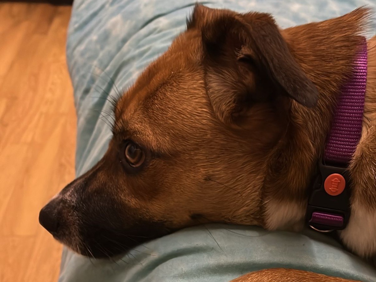 Vuoi adottare un cane a Firenze?