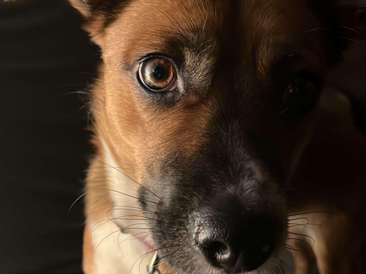 Adotta il cane Atena a Firenze