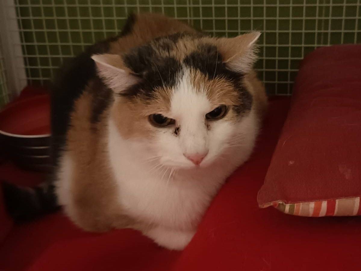 Adotta un gatto, femmina, 15 anni  e 4 mesi , Modena