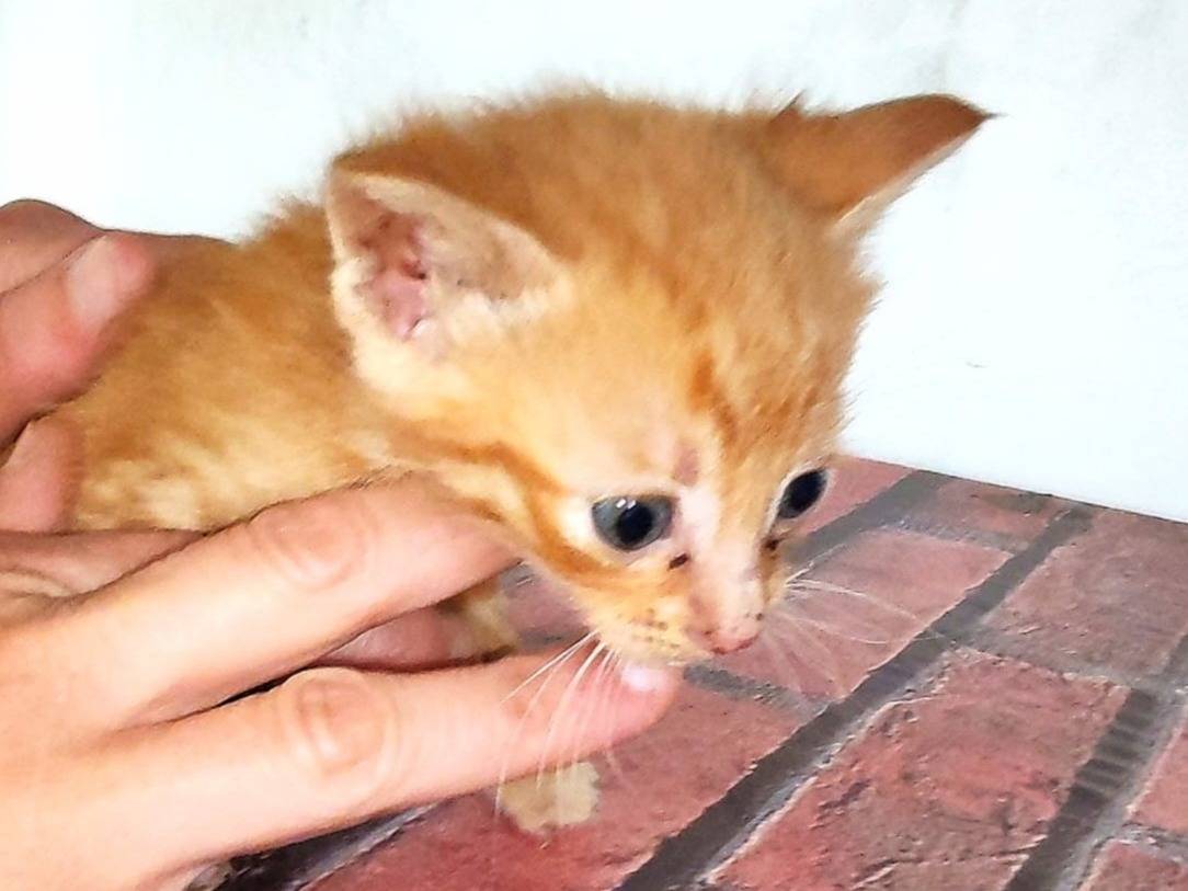Adotta un gatto, maschio, 2 mesi, Bari
