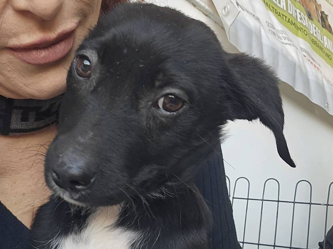 Adotta un cane, taglia media contenuta, maschio, Napoli