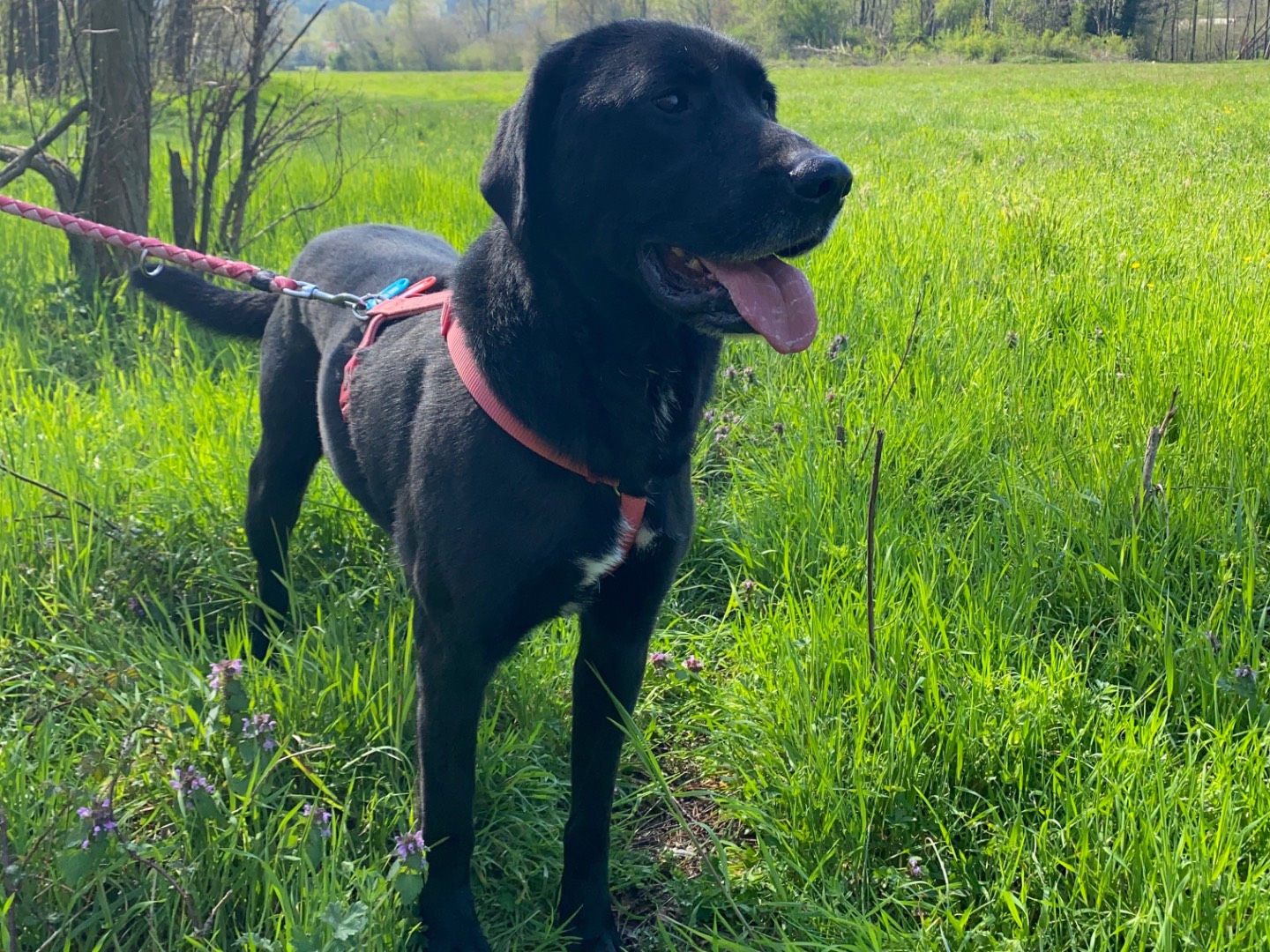 Adotta un cane, taglia grande, maschio, Torino
